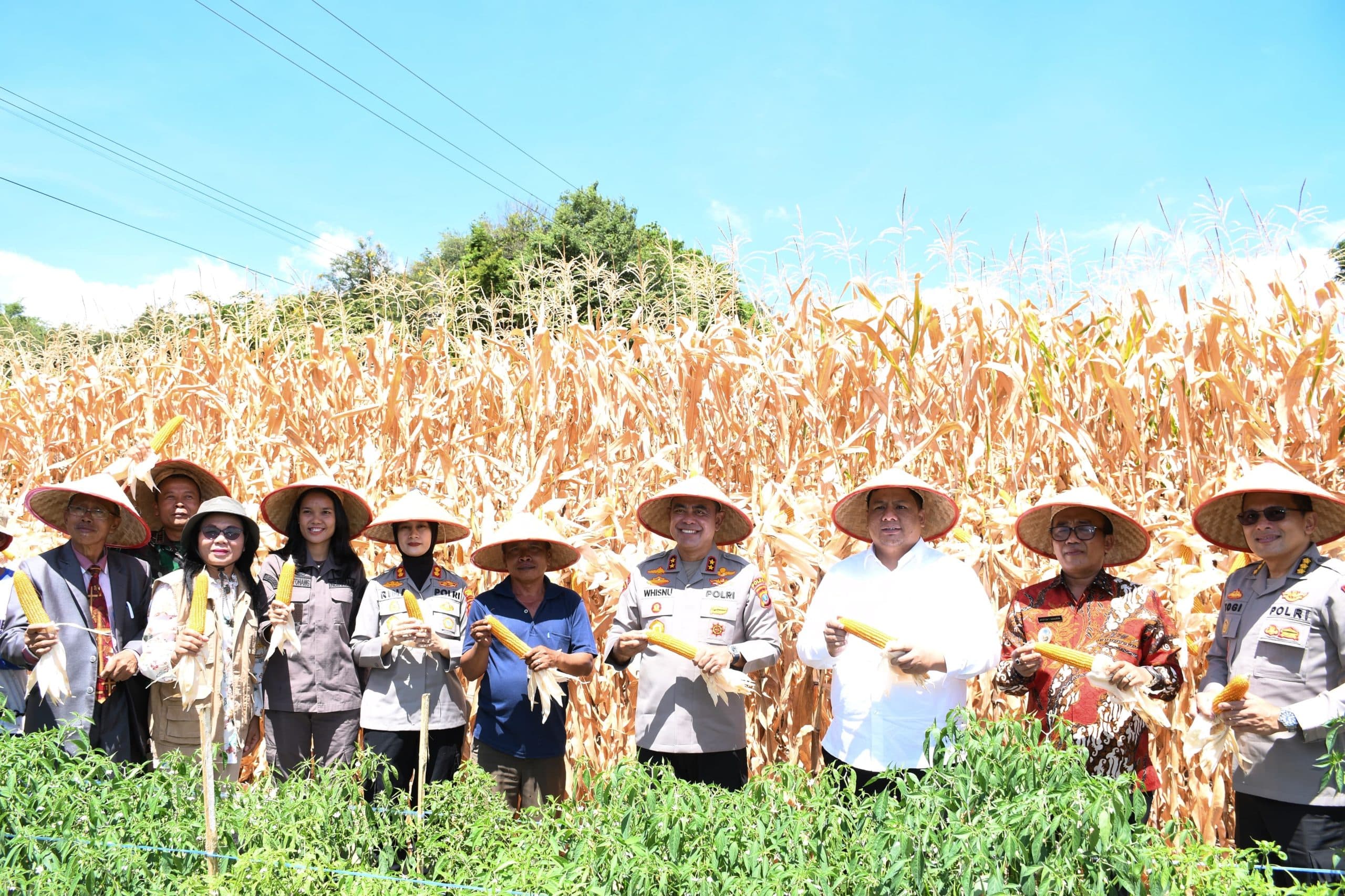 Kapolda Sumut Bersama Bupati dan Wakil Bupati Samosir Panen Jagung Program Ketahanan Pangan Nasional.