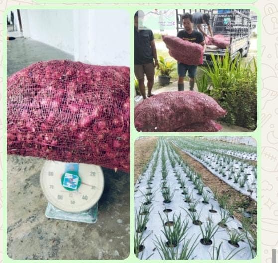 Konsultan Pertanian Bantah Isu Bibit Bawang Merah Rusak di Parmaksian
