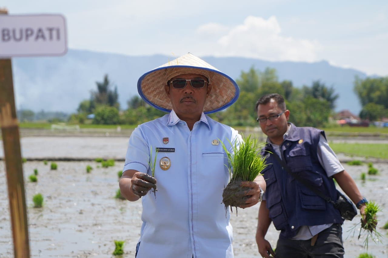 Wabup Toba Apresiasi Tanam Padi Serentak di Hatulian, Minta Penyuluh Pertanian Intensif Dampingi Petani