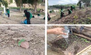 Mahasiswa Berdampak UMN Al-Washliyah Laksanakan Kegiatan Pembibitan Budidaya Tanaman Jagung dan Hortikultura di Desa Lubuk Sidup
