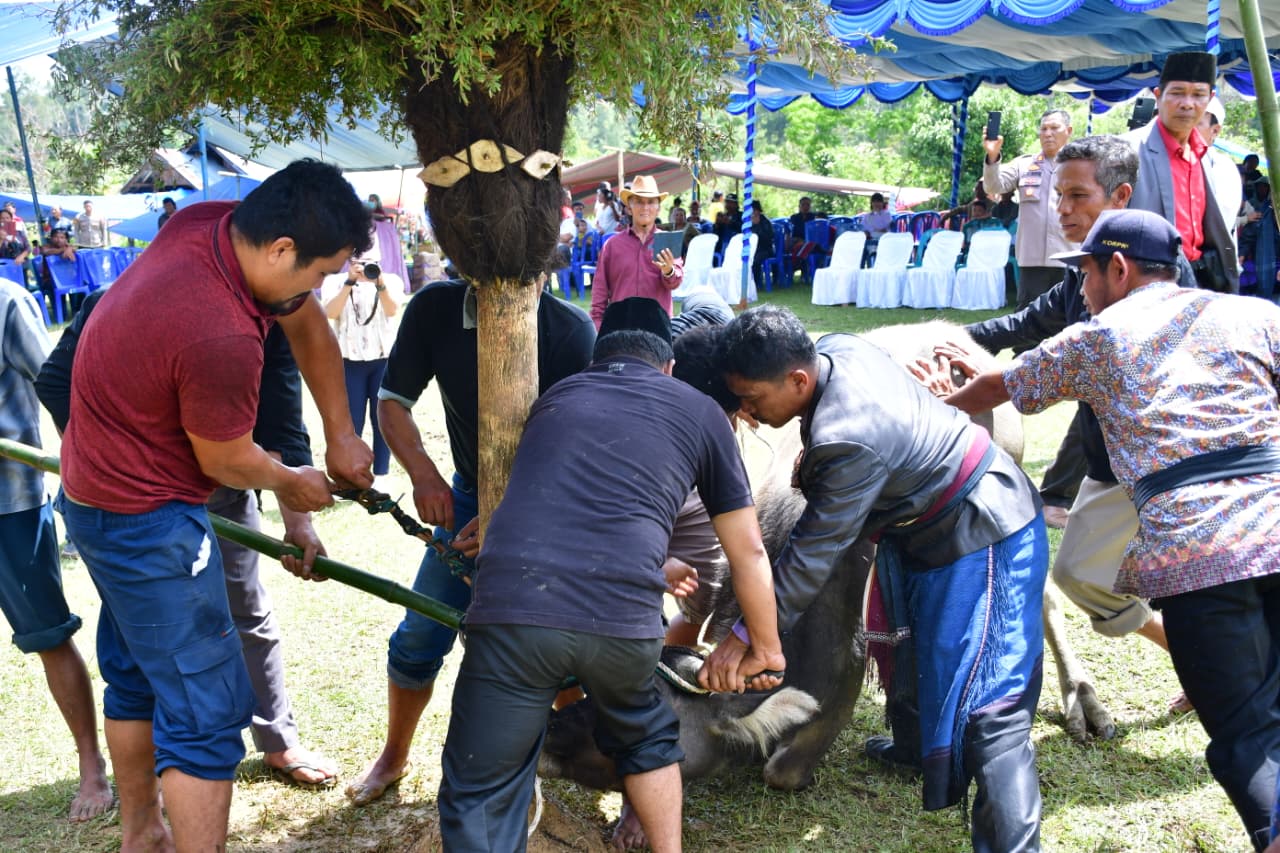 Hari Kedua Mangase Taon, Ritual Sakral Mangalahat Horbo Tampilkan Kekayaan Budaya Batak