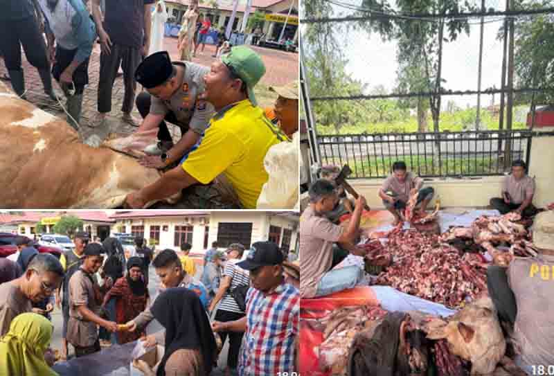 Kapolres Langkat Pimpin Penyembelihan Hewan Qurban
