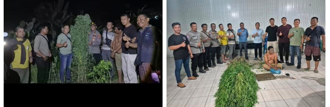 Ratusan Batang Pohon Ganja Dan Pelaku Diamankan Polsek Tanjung Morawa Saat Menjaga Lokasi