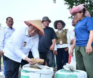 Taksi Alsintan Permudah Petani, Bupati Samosir Vandiko T. Gultom Turun Langsung Panen Padi Bersama Masyarakat