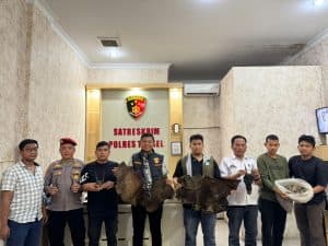 Perdagangan Ilegal Satwa Dilindungi Digagalkan di Sipirok, Polisi Amankan Sisik Trenggiling hingga Kulit Kijang