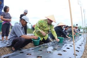 Menjawab Kepercayaan Pusat, Bupati Samosir Tanam Bawang Putih Bantuan Kementan bersama Kelompok Tani