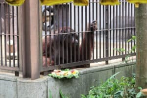 ‎Orangutan Jennifer dan Hatoyo Jadi Simbol Eratnya Hubungan Indonesia-Jepang ‎