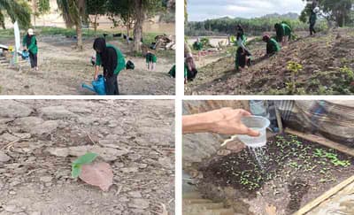 Mahasiswa Berdampak UMN Al-Washliyah Laksanakan Kegiatan Pembibitan Budidaya Tanaman Jagung dan Hortikultura di Desa Lubuk Sidup