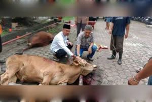 Idul Adha 1446 H, PWI Sumut Sembelih 6 Sapi dan 3 Kambing