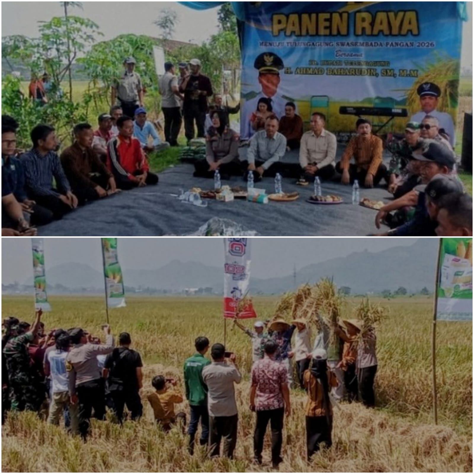 Panen Raya Kepuh: Tulungagung Mantapkan Langkah Menuju Swasembada Pangan